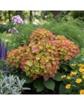 Hydrangea Rembrandt® Rosso Glory в саду